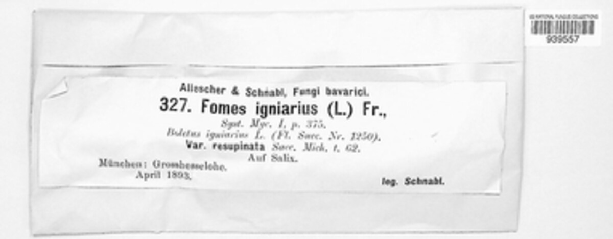 Phellinus igniarius image